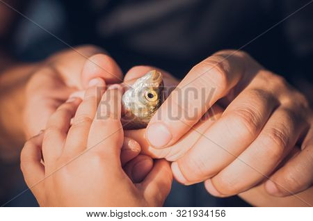 Men's And Child's Hands Holding A Rudd Fish - Scardinius Erythrophthalmus -caught During Fishing On 