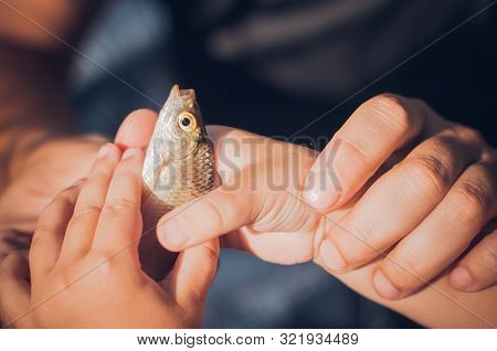 Men's And Child's Hands Holding A Rudd Fish - Scardinius Erythrophthalmus -caught During Fishing On 