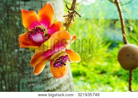 Sala Flora Or Shorea Robusta Flower On Cannonball Tree.  Shorea Robusta Flower, Beautiful Flower.