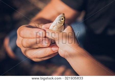 Men's And Child's Hands Holding A Rudd Fish - Scardinius Erythrophthalmus -caught During Fishing On 