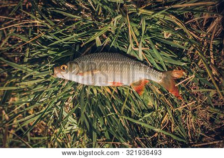 Rudd Fish - Scardinius Erythrophthalmus - Caught During Fishing On The Pond And Lying On A Green Gra