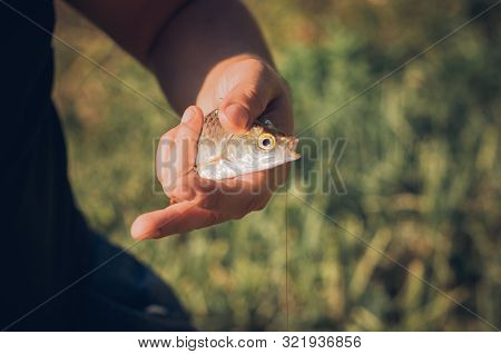 Mens Hands Holding A Rudd Fish - Scardinius Erythrophthalmus -caught During Fishing On The Pond.
