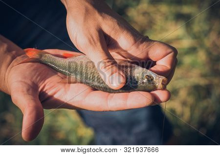 Mens Hands Holding A Rudd Fish - Scardinius Erythrophthalmus -caught During Fishing On The Pond.