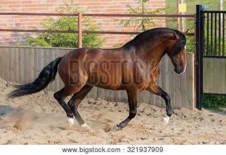 Bay Andalusian horse gallops in paddock.