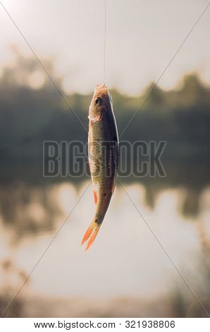 Rudd Fish Scardinius Erythrophthalmus Caught During Fishing On The Pond And Hanging On A Fishing Lin