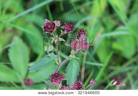 Comarum Palustre Flower, Known As The Purple Marshlocks, Swamp Cinquefoil And Marsh Cinquefoil