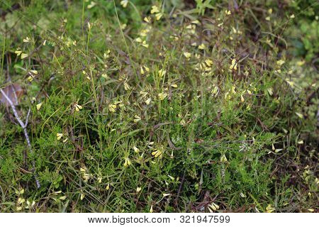 Melampyrum Lineare, Commonly Called The Narrowleaf Cow Wheat Flower