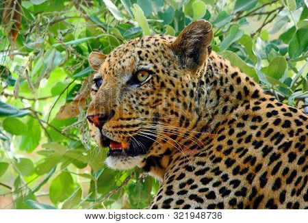 Close Up Of An African Leopard (panthera Pardus) Resting In A Vibrant Green Tree In South Luangwa Na