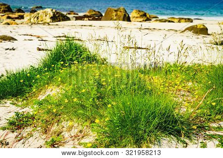 Seascape, Sea Coast With Sandy Beach In Resort Bleik. Andoya Norway. Vesteralen Archipelago.
