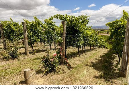Straight Green Rows Of Grape Vines. Wine Valley In Barossa, South Australia. Close Up Image Of Grape