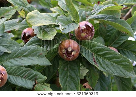 Fruit Of Mespilus Germanica, Also Named Common Medlar At A Tree