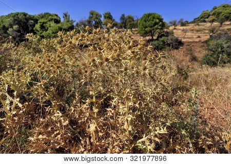 Camel Thorns Plant In Nature Closeup Against The Background Of Green Trees In Blur And Blue Sky.