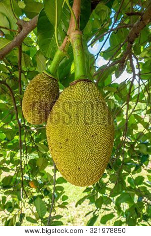 Fresh Green Jackfruit Growing On Jackfruit Tree