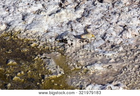 A Picture Of Lizard In Salar De Chaxa, Atacama Desert, Chile