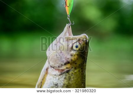 Fish Trout Caught In Freshwater. Bait Spoon Line Fishing Accessories. Fish In Trap Close Up. Victim 