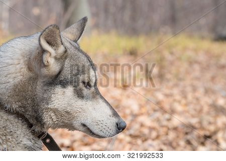 Portrait Of A Dog Breed West Siberian Laika