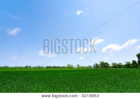 보 리 밭