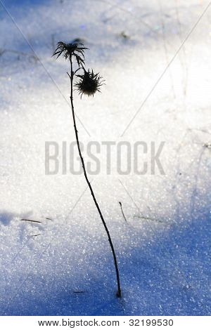 Ostnatá s trny