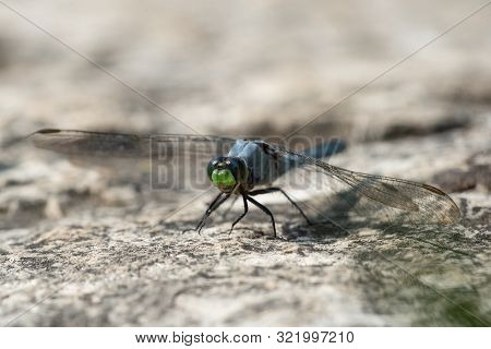 An Eastern Pondhawk Perched On A Rock Near A Pond.