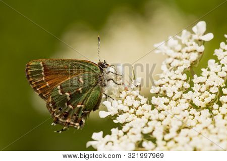 A Juniper Hairstreak Butterfly Feeding From Flowers In The Summer.