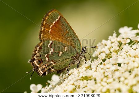 A Juniper Hairstreak Butterfly Feeding From Flowers In The Summer.