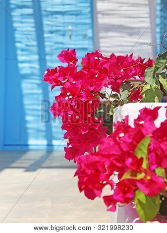 Blooming Bougainvillea Flower At Koufonisia Islands Cyclades Greece - Turquoise Door Background