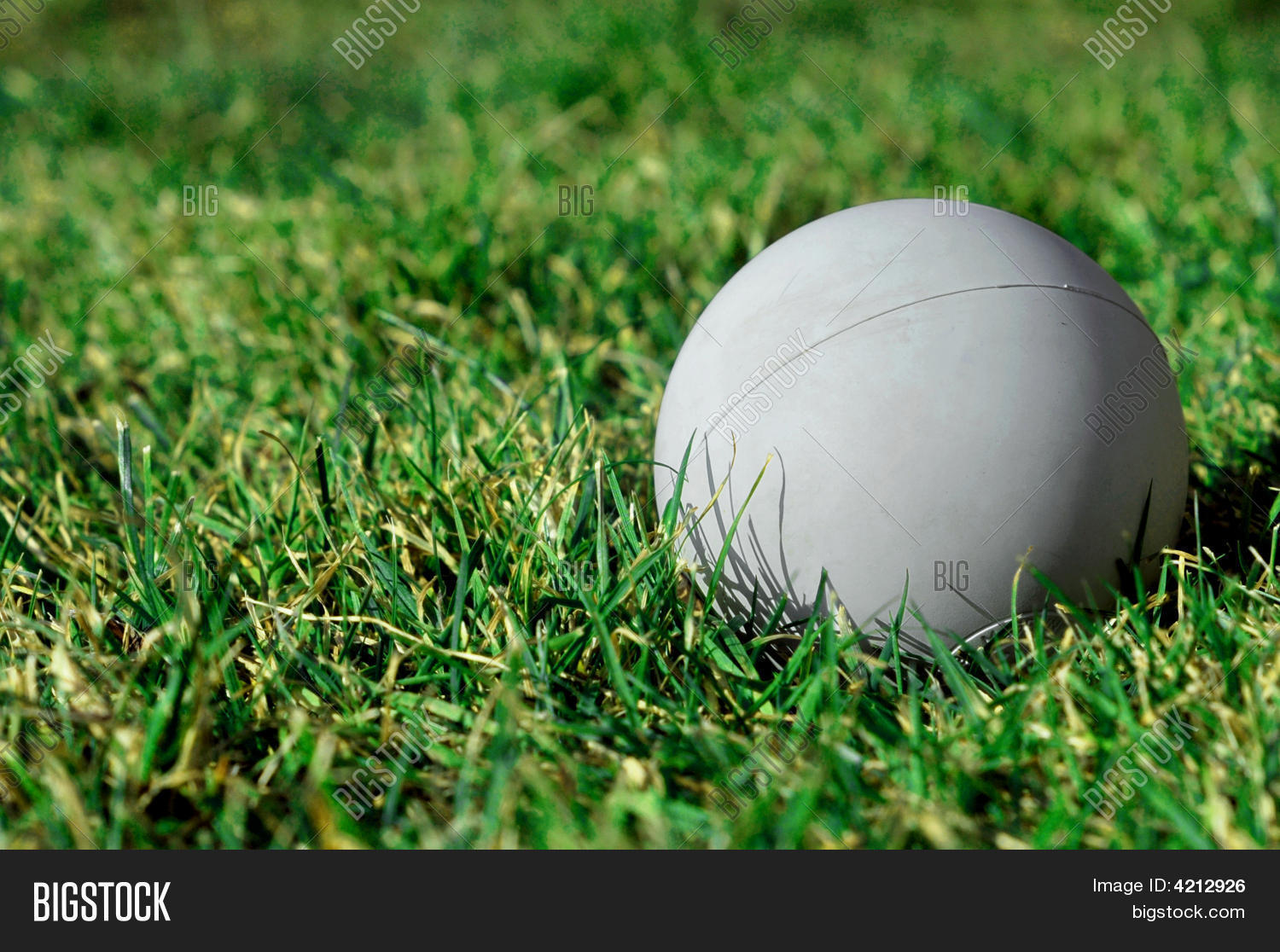 Lacrosse Ball On Grass Image & Photo (Free Trial) Bigstock