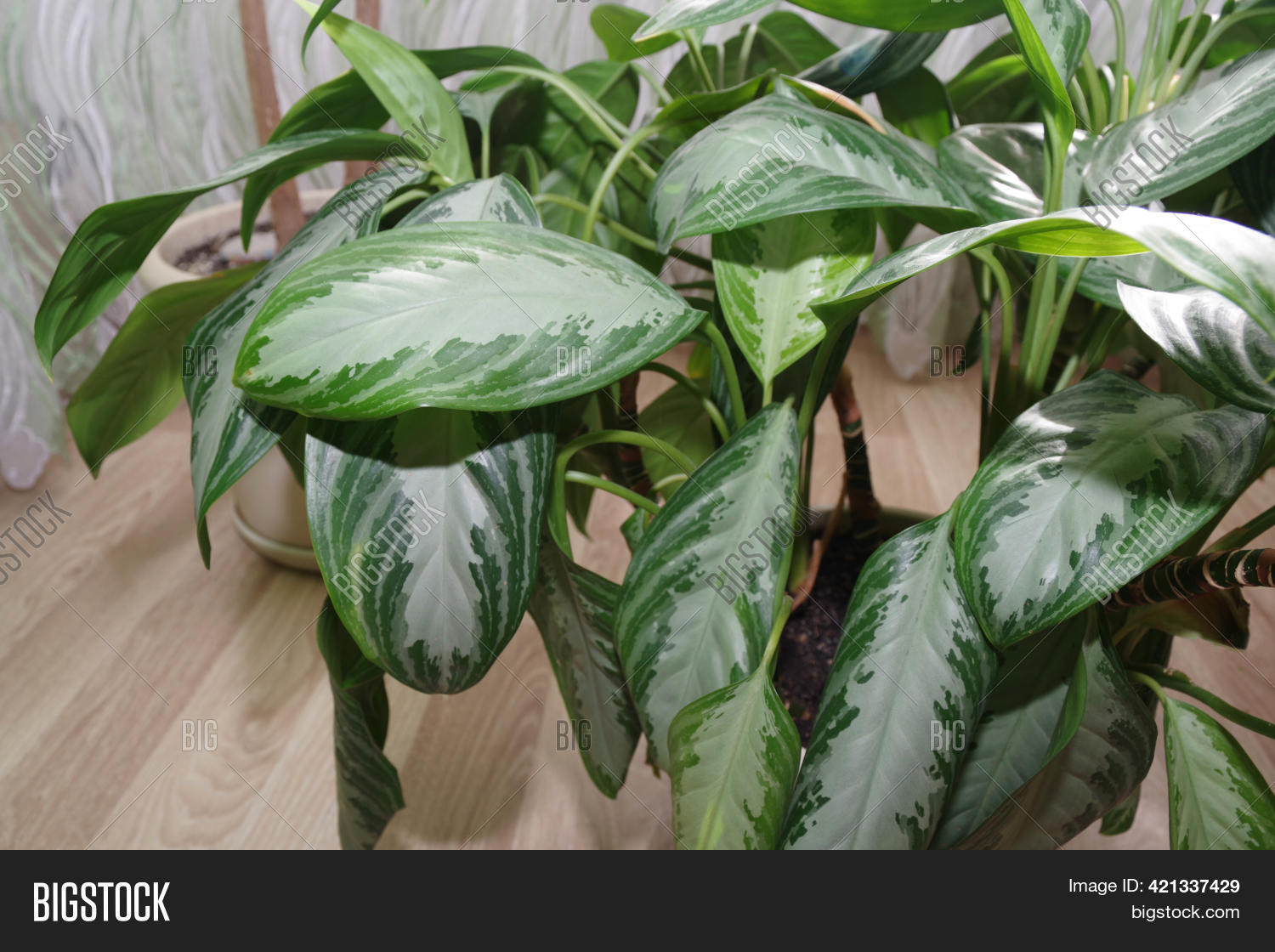 Exotic Houseplant Image & Photo (Free Trial) Bigstock