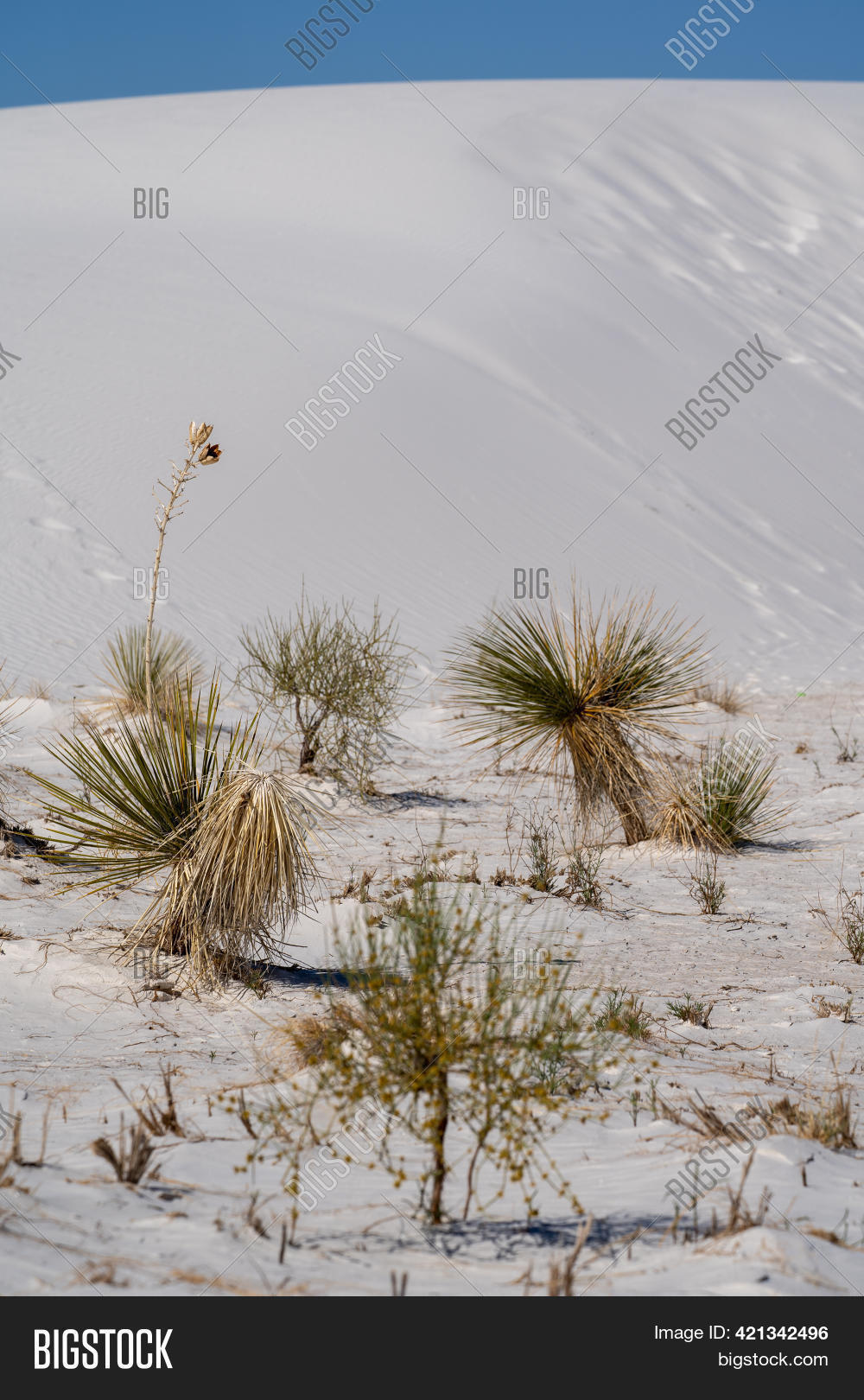 Yucca Plants Grow Sand Image & Photo (Free Trial) Bigstock