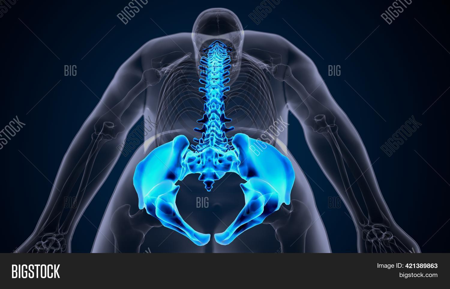 3d Illustration Human Image & Photo (Free Trial) | Bigstock