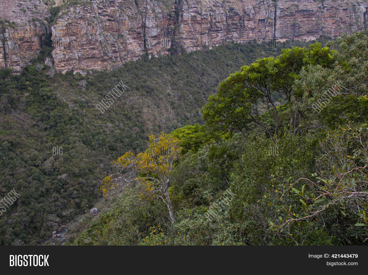 Deed Tree-lined Valley Image & Photo (Free Trial) | Bigstock