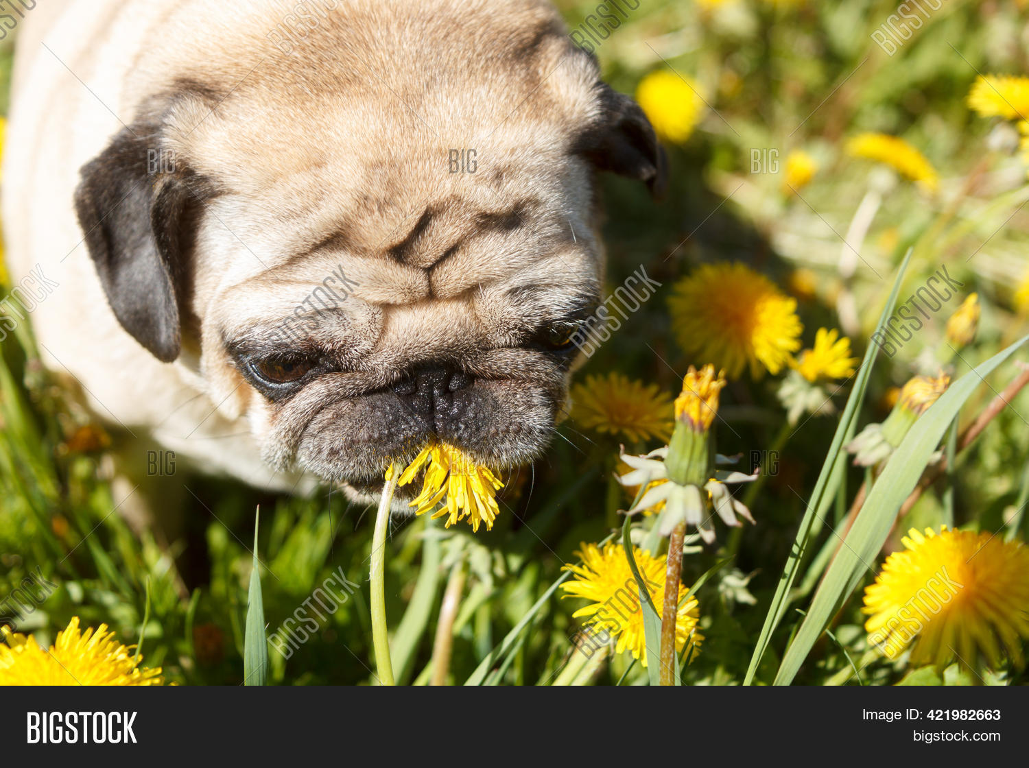 Pug Happy Spring Pug Dog Green Spring Image & Photo (Free Trial) | Bigstock