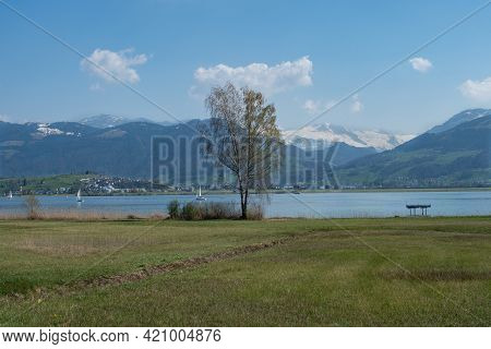 Shore Of Lake Zurich With Reet Vegetation And Mountains In The Background