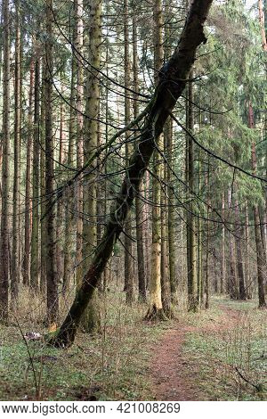 Fallen Tree In The Forest. Consequence Of Strong Wind.