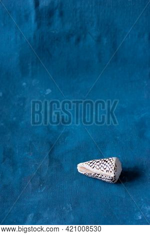 Black Cone On A Blue Background. Conus Marmoreus. Shell With White Triangle.