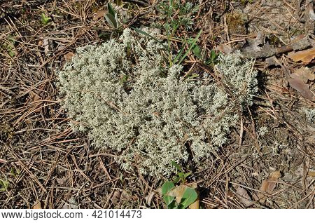 Lichens (lat.lichenes). Close-up Of A Lichen Bush On The Ground In The Forest Among Fallen Needles O