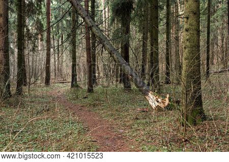 Fallen Tree In The Forest. Consequence Of Strong Wind.
