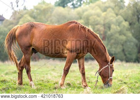 Beautiful Chestnut Horse Grazing In Summer Field. Green Pasture With Feeding Farm Stallion.
