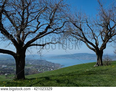 Beautiful View Through Old Trees From Etzel Over The Lake Zurich, Switzerland