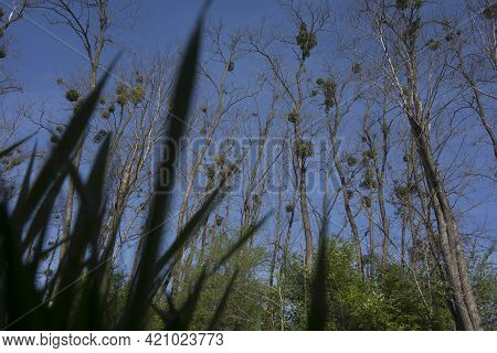 Mistletoe Growing On A Tree, Symbioses Between Two Organisms In Nature