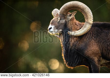 Big Mufflon Bucks, standing in their habitatm european forest
