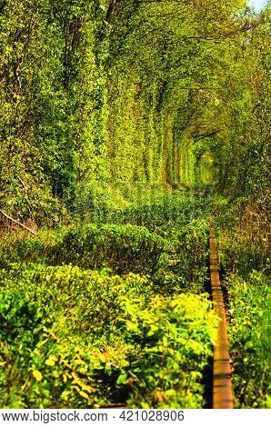 Unique Nature And Travel Destination-tunnel Of Love. It Is Natural Tunnel Formed By Trees And Bushes