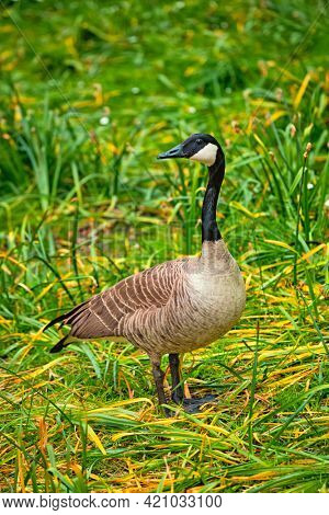Canada goose on green grass close up