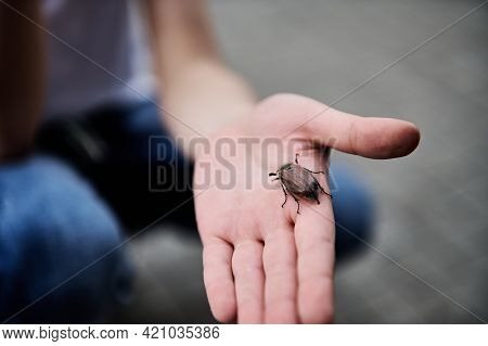 Closeup Of Children's Hand Holding A Spring Beetle. May-bug In Child's Hand