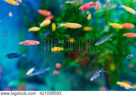 Danio Small, Fast Fish With Unusual Colors.