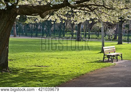 Beautiful Spring View Of Single Bench Beside Delicate White Cherry (prunus Shogetsu Oku Miyako) Blos