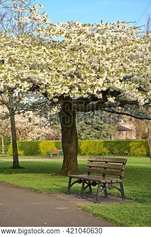 Beautiful Vertical Spring View Of Single Bench Beside Delicate White Cherry (prunus Shogetsu Oku Miy
