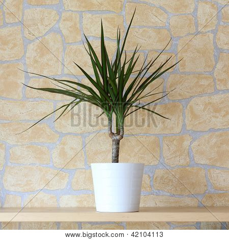 Dracaena Marginata
