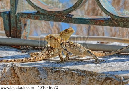 Stellagama Lizards At The Old Wall In Corfu Greece