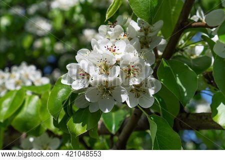 Amasing Spring Nature. Blooming Pear Tree Flowers.